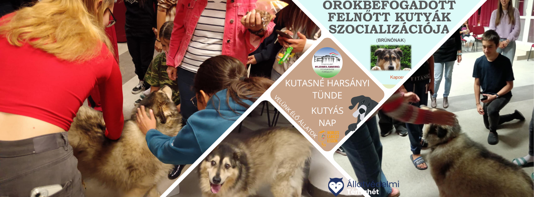 Velünk élő állatok